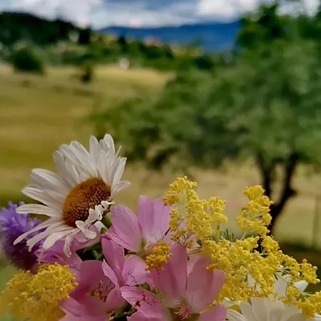 Vikendica Feriehus *